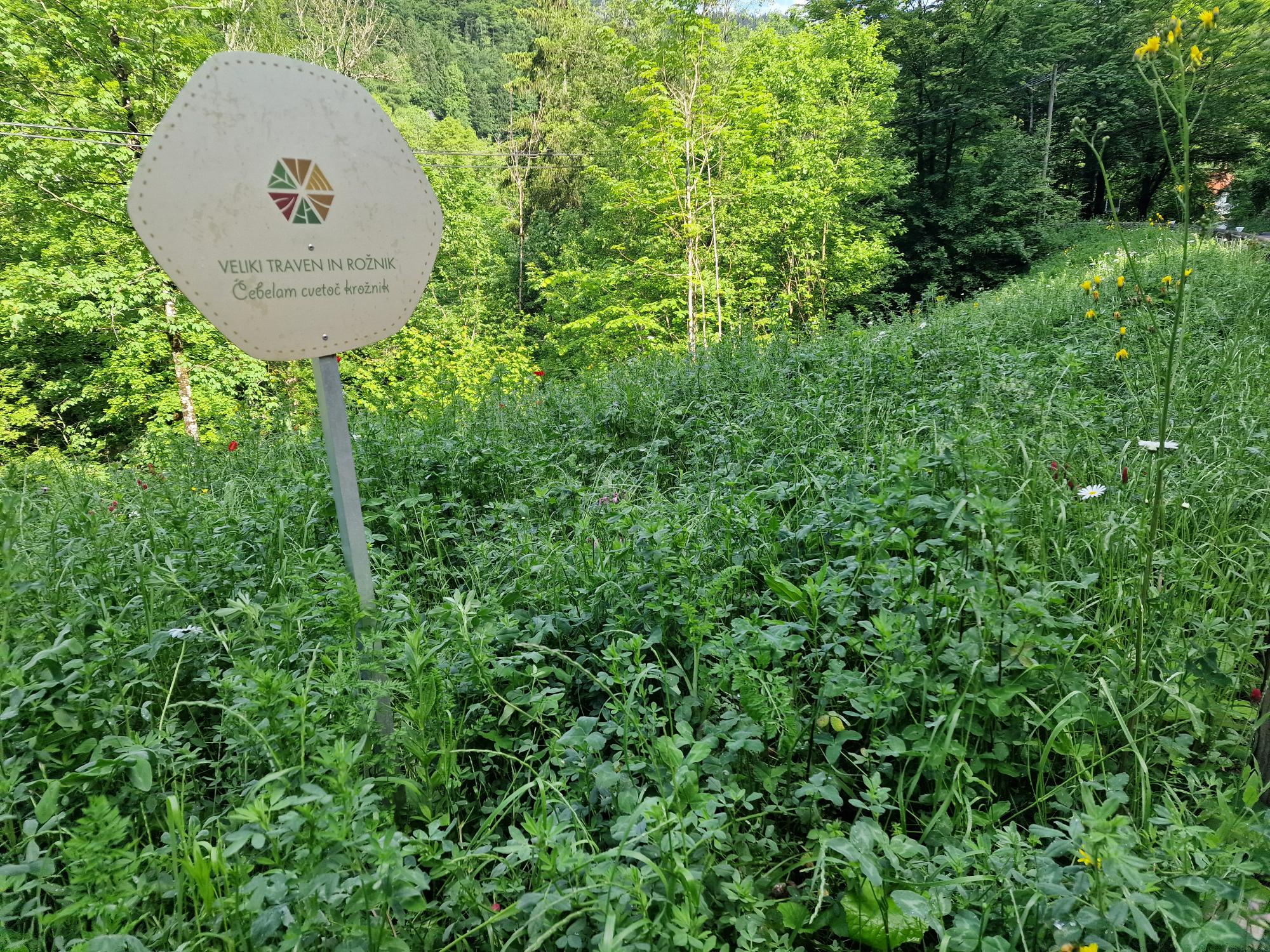 Veliki traven in rožnik – čebelam cvetoč krožnik
